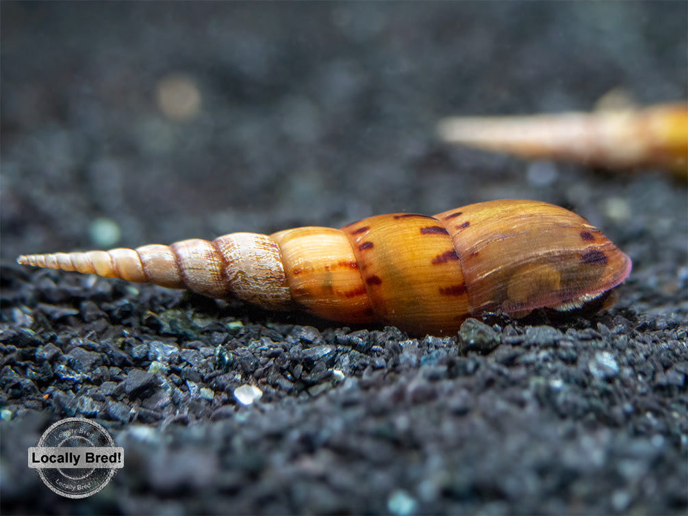 Tiger Spike Chopstick Snail (Stenomelania acutospira) - LOCALLY BRED!