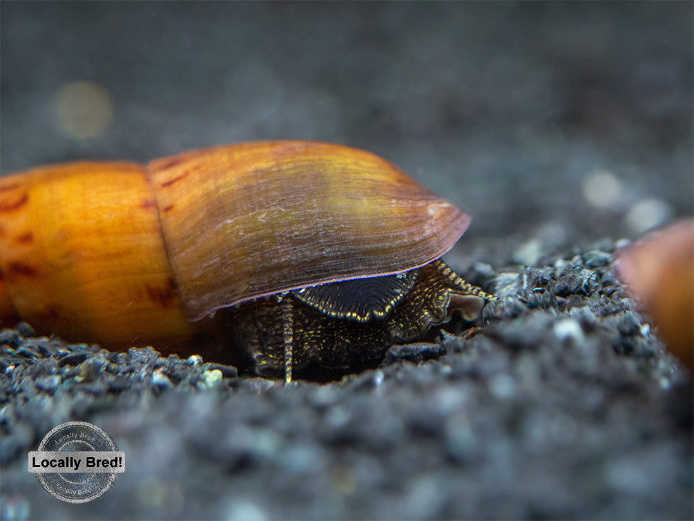 Tiger Spike Chopstick Snail (Stenomelania acutospira) - LOCALLY BRED!