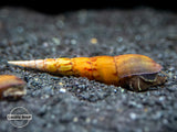 Tiger Spike Chopstick Snail (Stenomelania acutospira) - LOCALLY BRED!