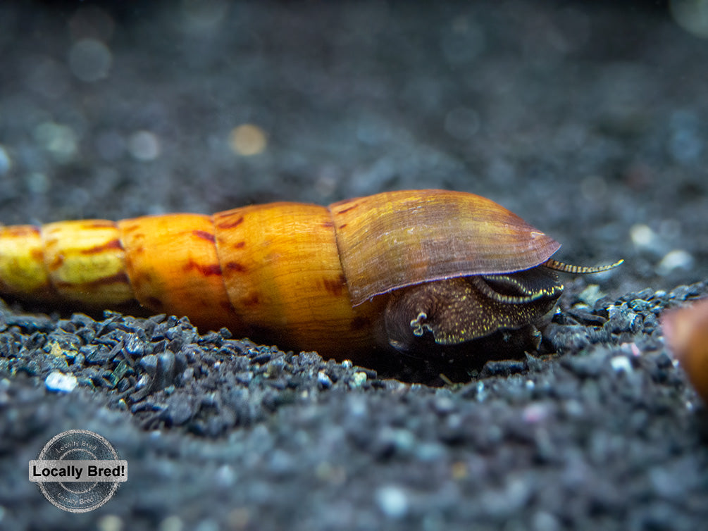 Tiger Spike Chopstick Snail (Stenomelania acutospira) - LOCALLY BRED!