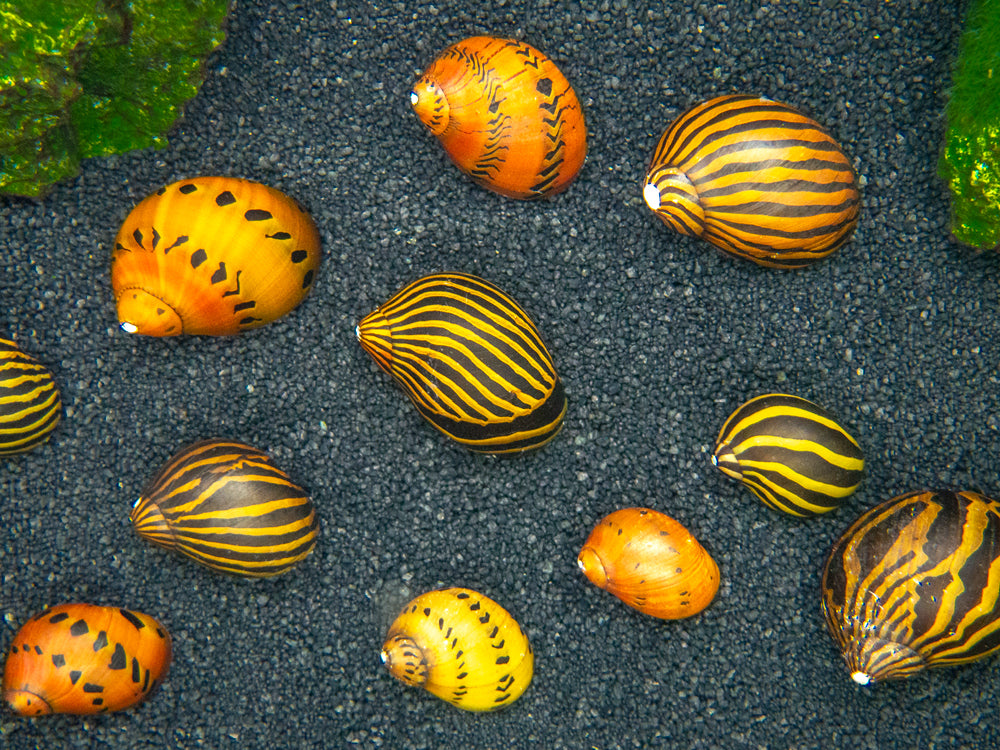 Nerite Snail Combo Pack: Tiger Nerite + Zebra Nerite