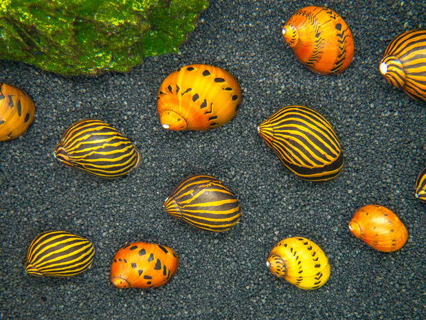Nerite Snail Combo Pack: Tiger Nerite + Zebra Nerite