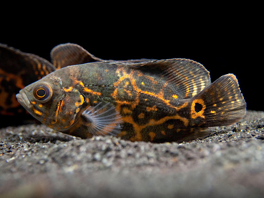 Tiger Oscar (Astronotus ocellatus), Tank-Bred