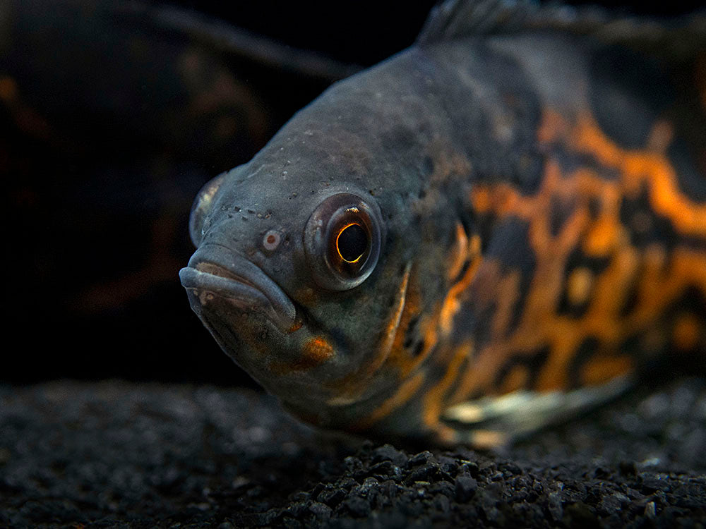 Tiger Oscar (Astronotus ocellatus), Tank-Bred