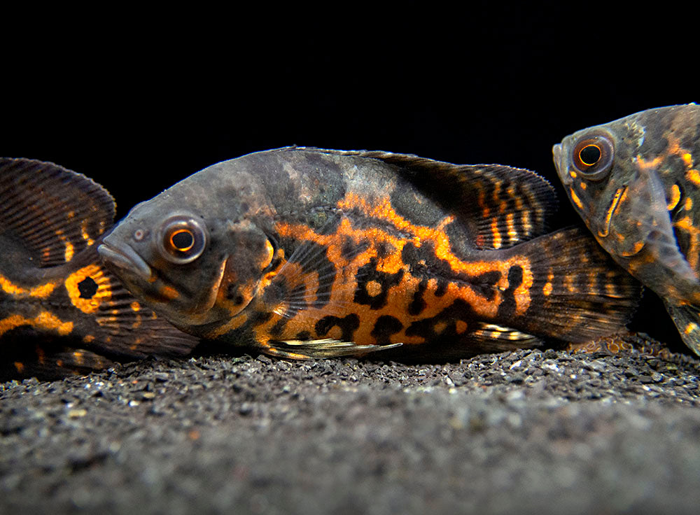 Tiger Oscar (Astronotus ocellatus), Tank-Bred