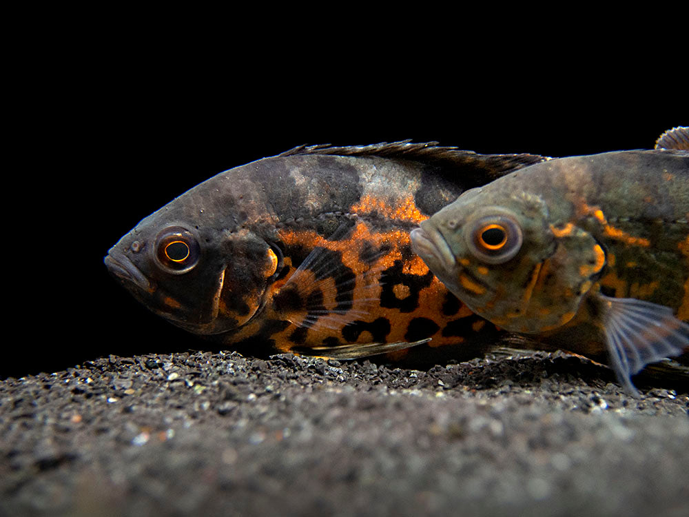 Tiger Oscar (Astronotus ocellatus), Tank-Bred