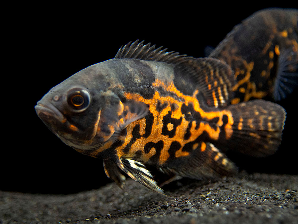 Tiger Oscar (Astronotus ocellatus), Tank-Bred