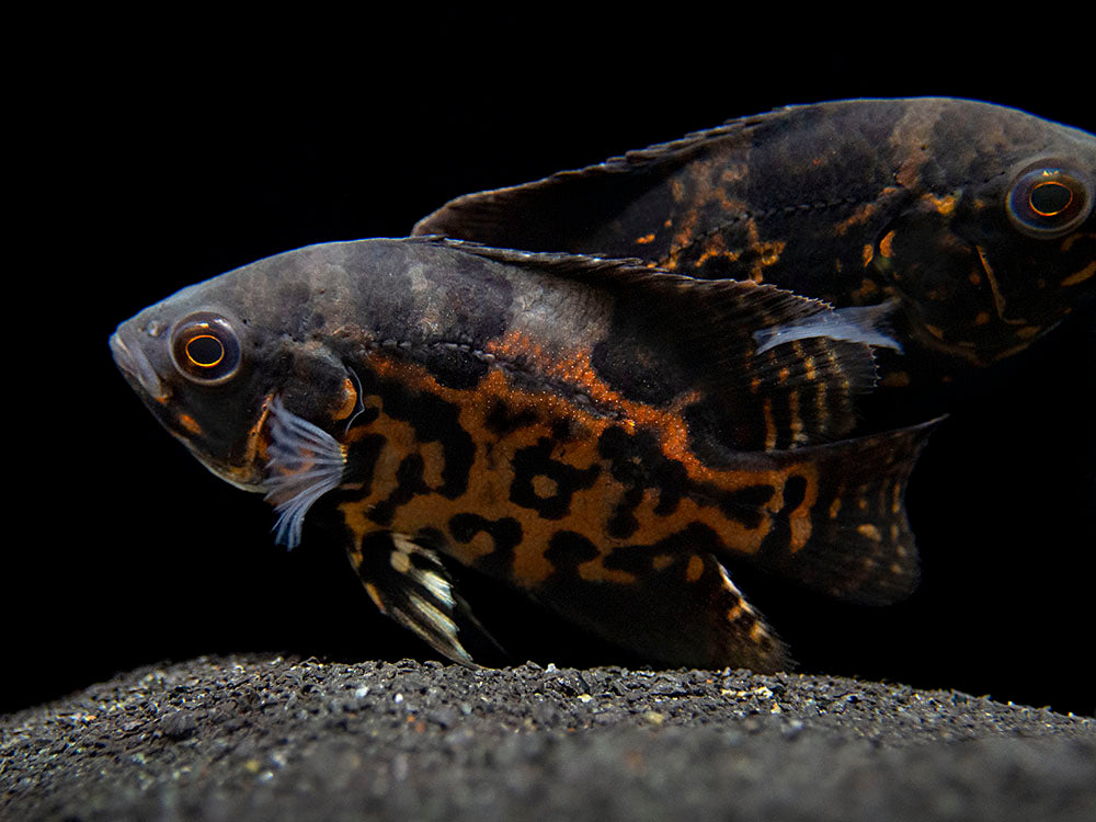 Tiger Oscar (Astronotus ocellatus), Tank-Bred