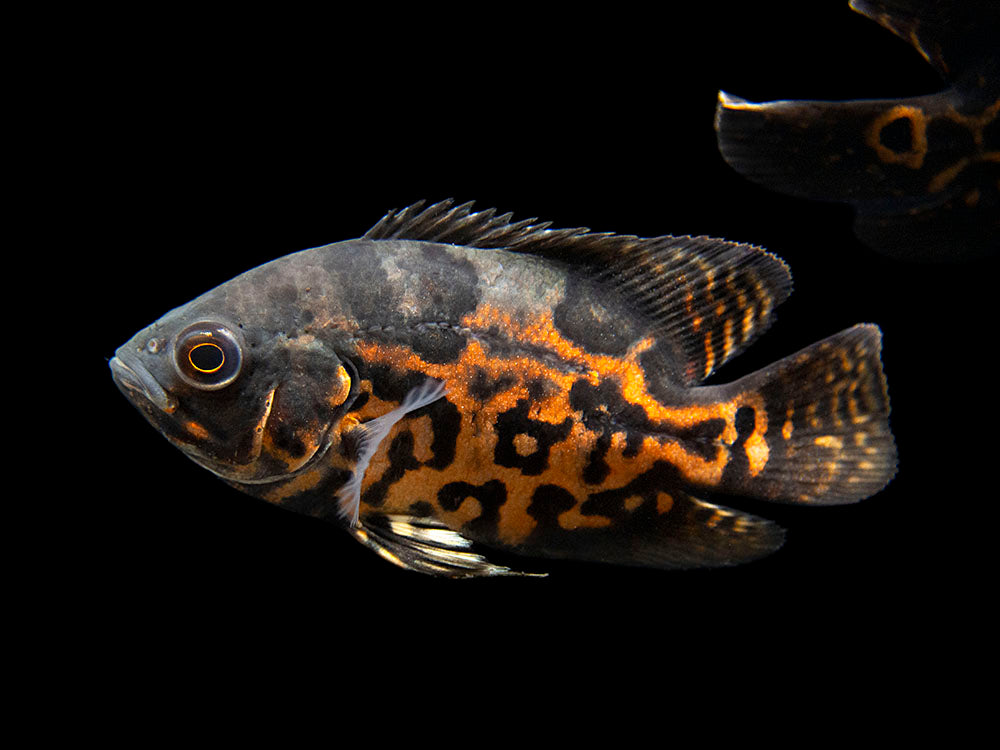 Tiger Oscar (Astronotus ocellatus), Tank-Bred