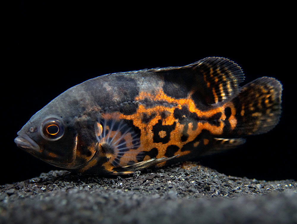 Tiger Oscar (Astronotus ocellatus), Tank-Bred