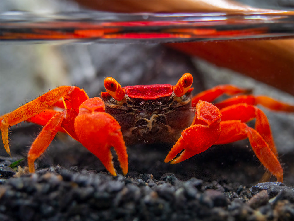 Tomato Vampire Crab (Geosesarma sp.)