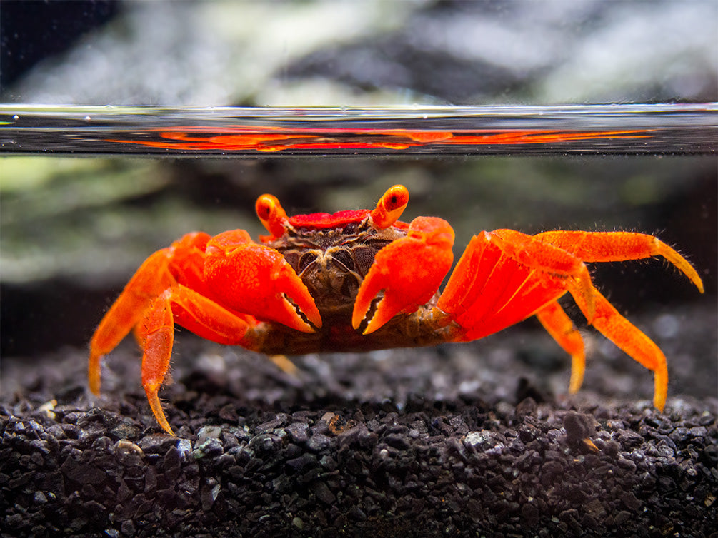 Tomato Vampire Crab (Geosesarma sp.)