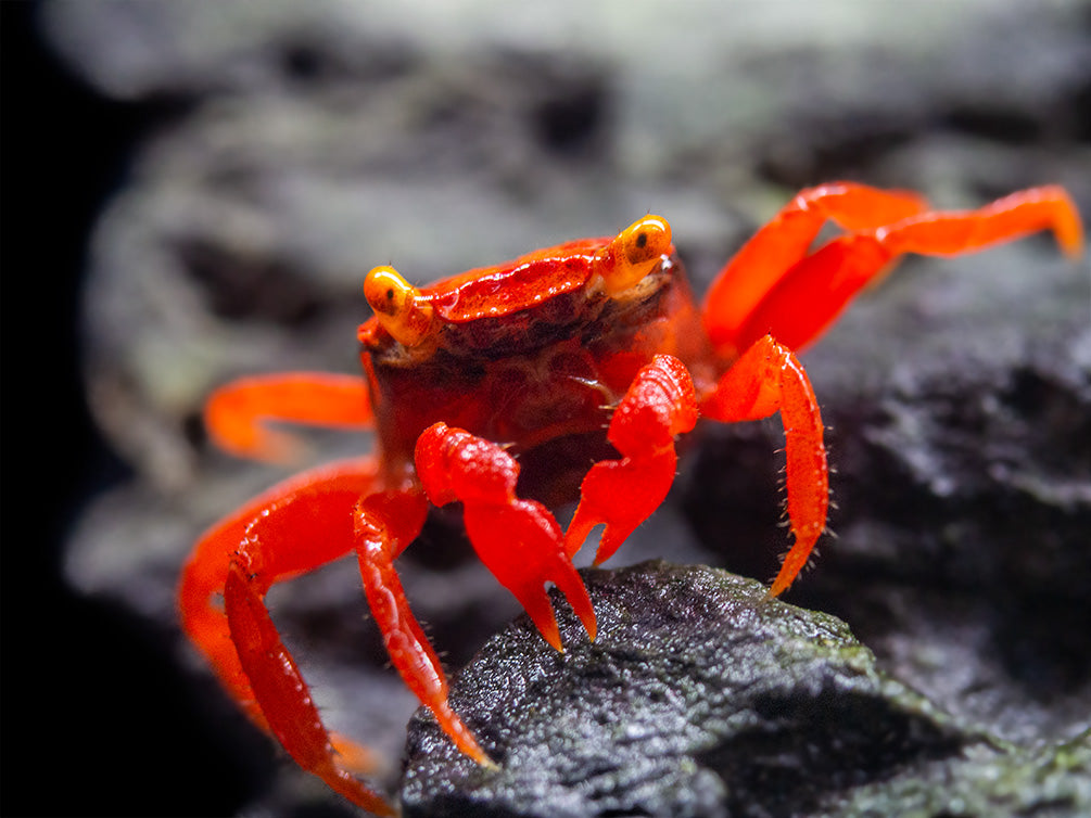 Tomato Vampire Crab (Geosesarma sp.)