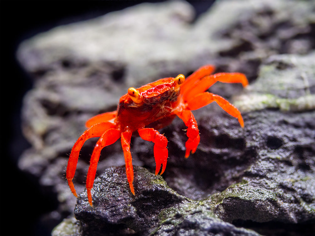 Tomato Vampire Crab (Geosesarma sp.)