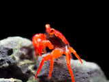 Tomato Vampire Crab (Geosesarma sp.)