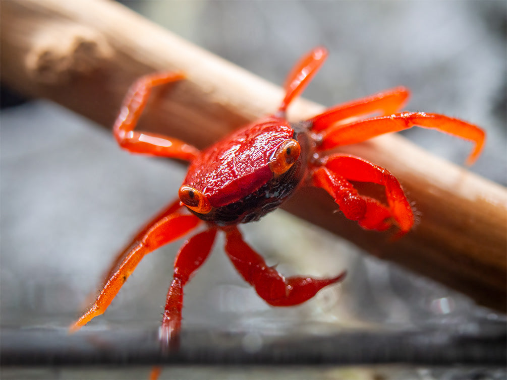 Tomato Vampire Crab (Geosesarma sp.)