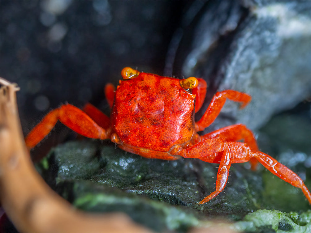 Tomato Vampire Crab (Geosesarma sp.)