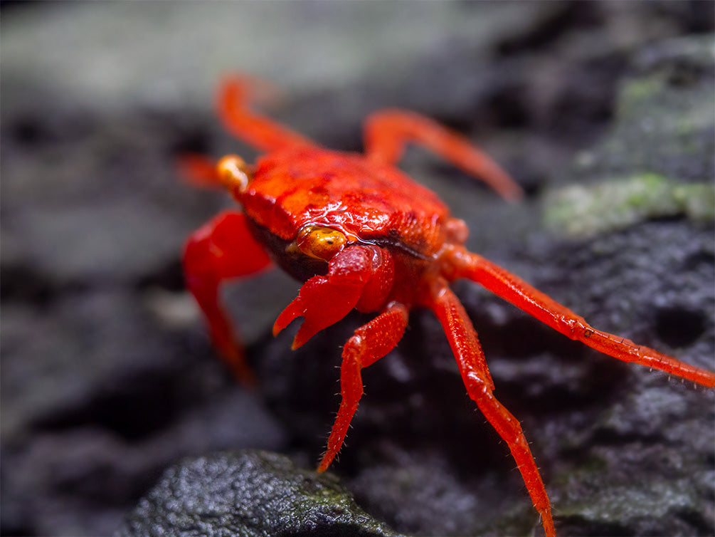 Tomato Vampire Crab (Geosesarma sp.)