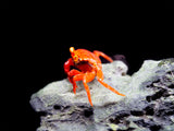 Tomato Vampire Crab (Geosesarma sp.)