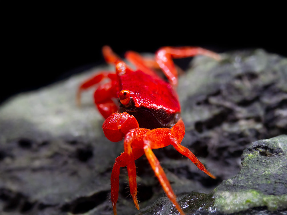 Tomato Vampire Crab (Geosesarma sp.)