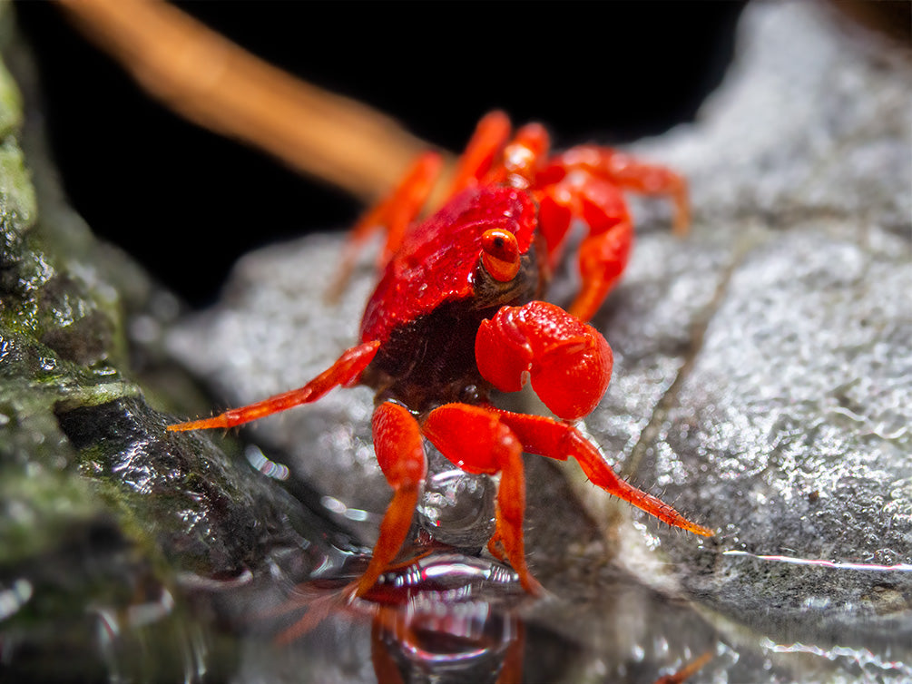 Tomato Vampire Crab (Geosesarma sp.)