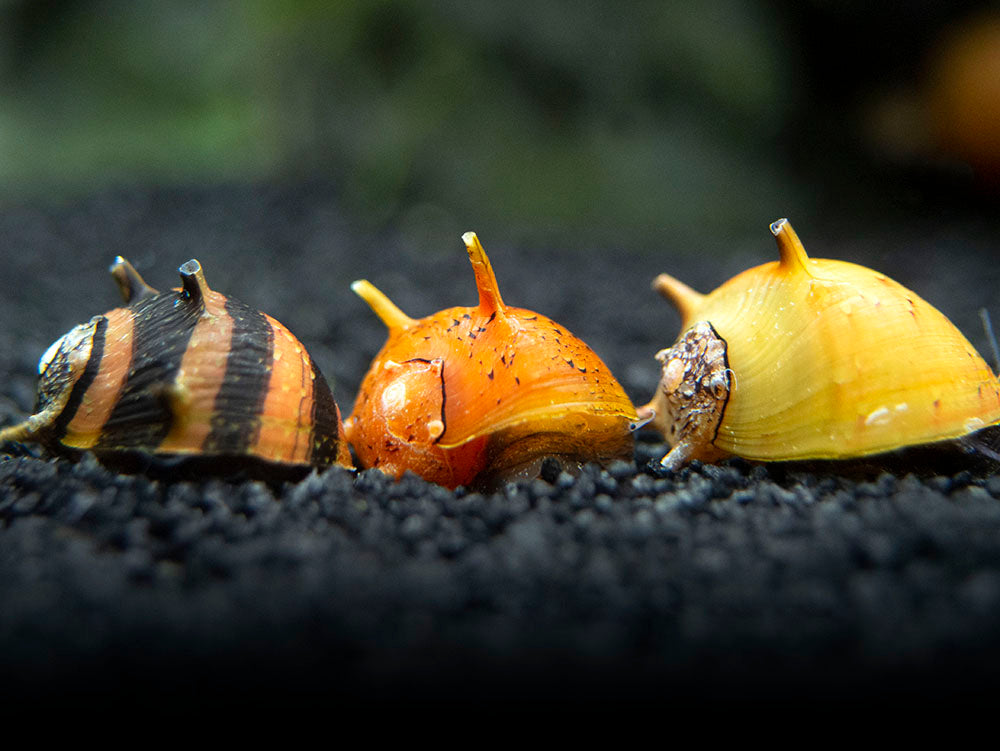 DELUXE Nerite Snail COMBO PACK - 5 Different Nerite Snail Species!