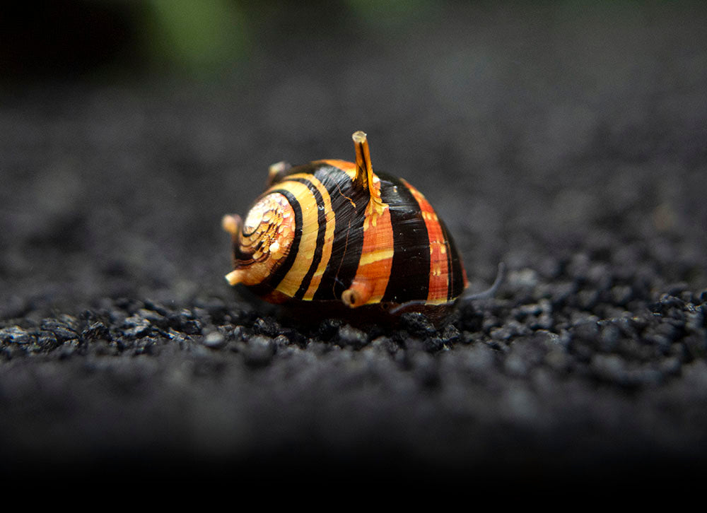 Three-Color Thorn/Horn Nerite Snail (Clithon corona/diadema)