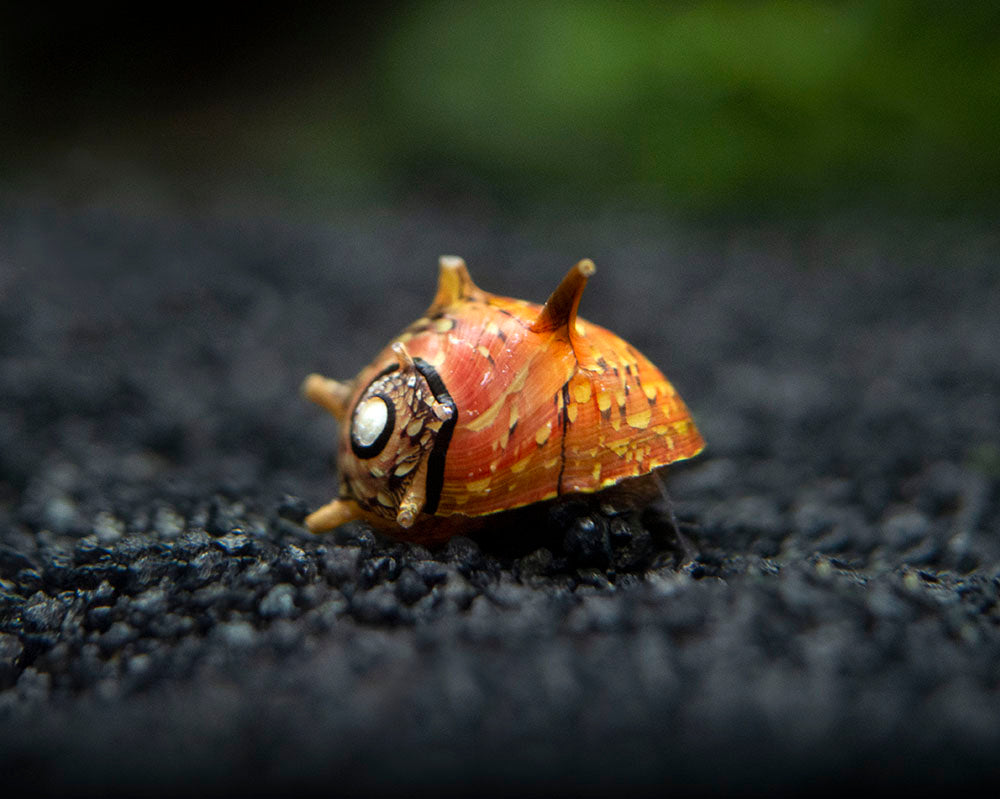 Three-Color Thorn/Horn Nerite Snail (Clithon corona/diadema)
