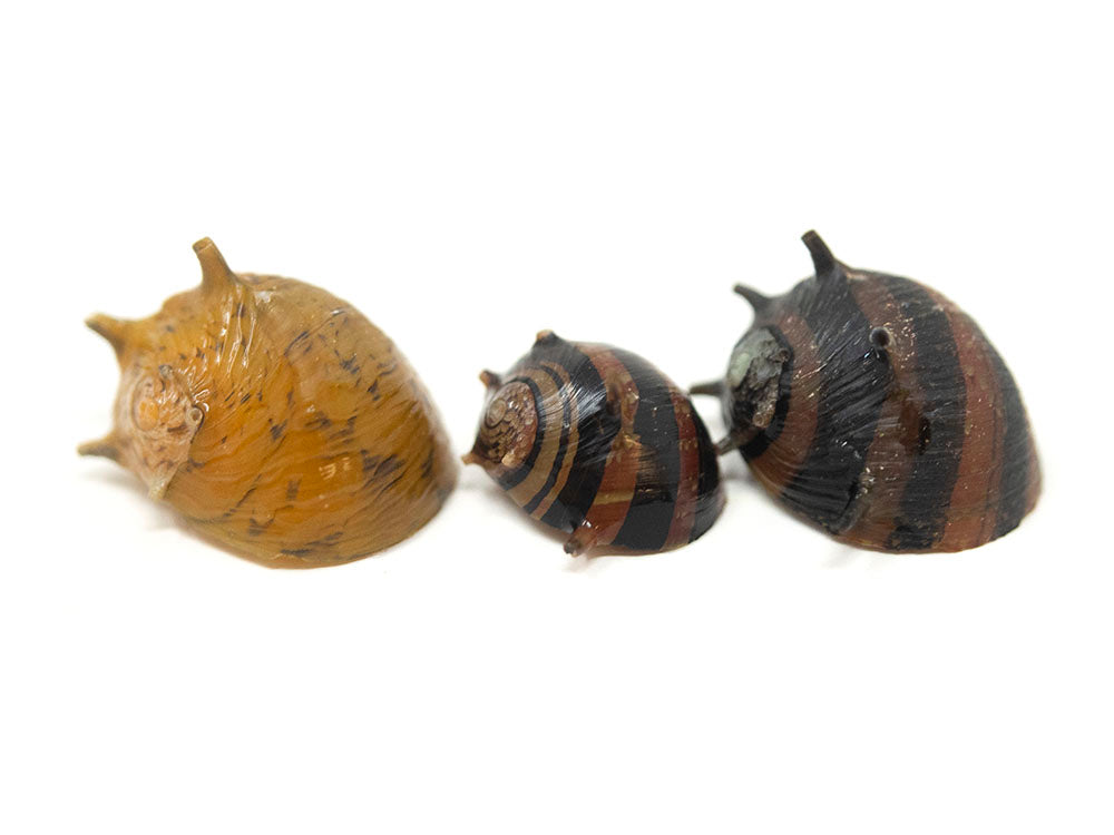 Three-Color Thorn/Horn Nerite Snail (Clithon corona/diadema
