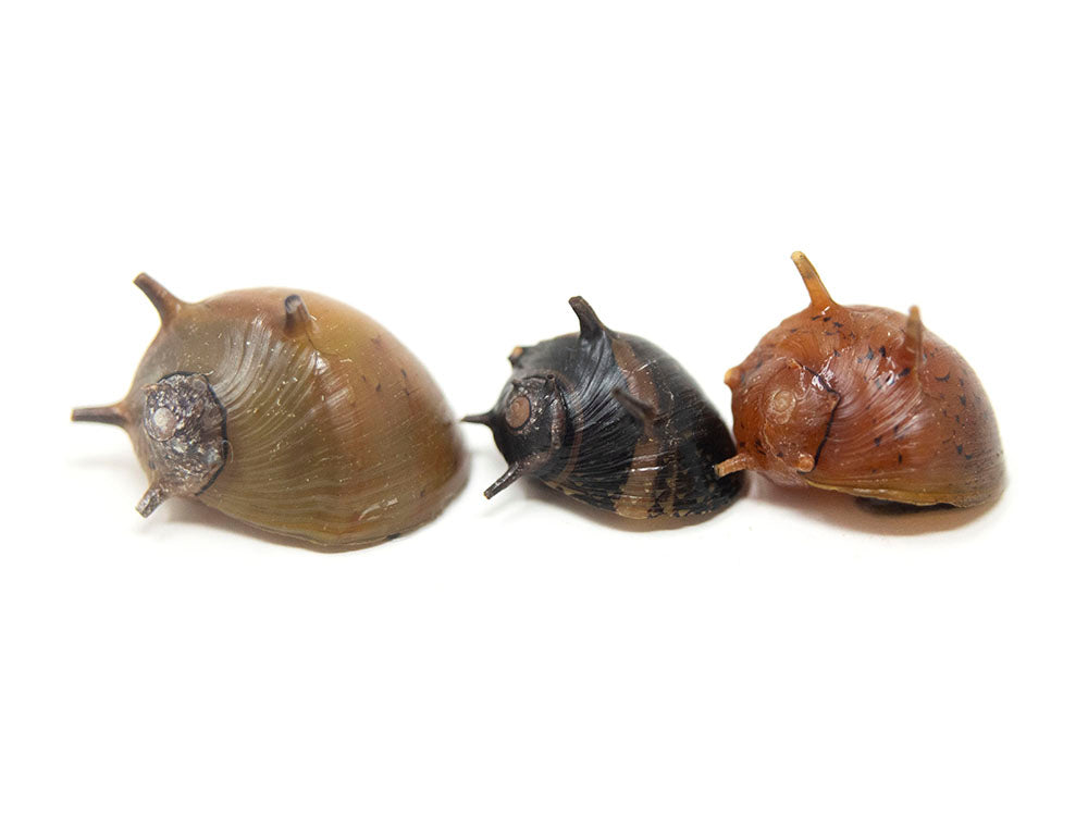 Three-Color Thorn/Horn Nerite Snail (Clithon corona/diadema)
