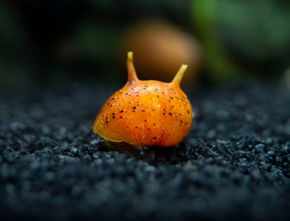 Three-Color Thorn/Horn Nerite Snail (Clithon corona/diadema)