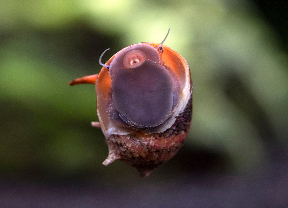 Three-Color Thorn/Horn Nerite Snail (Clithon corona/diadema)