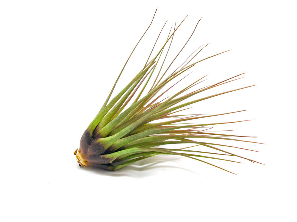 Tricolor Tillandsia Air Plants