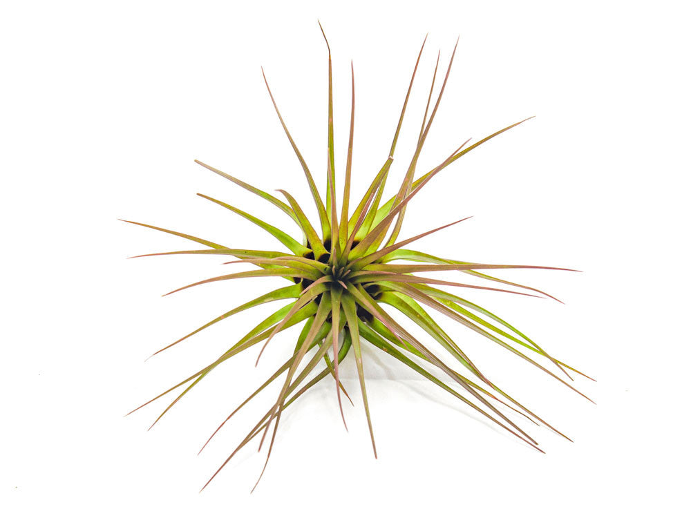 tricolor air plant Tricolor Tillandsia Air Plants