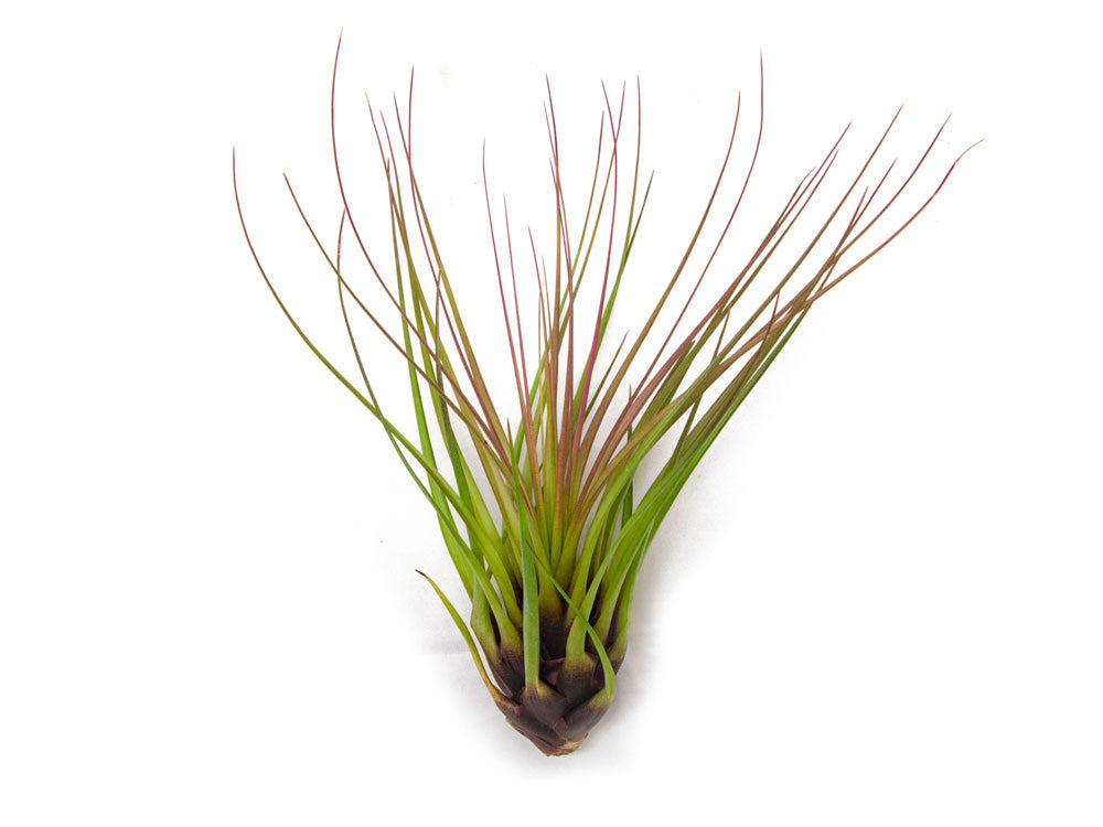 Tricolor Tillandsia Air Plants