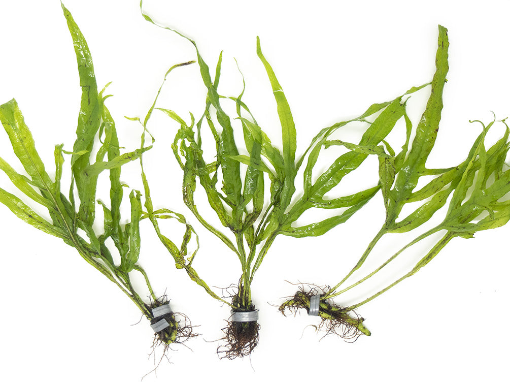 Trident Java Fern (Microsorum pteropus var. “Trident”), Bunch