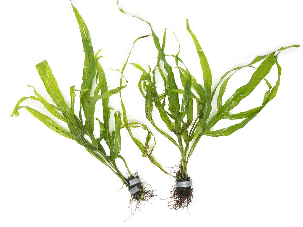 Trident Java Fern (Microsorum pteropus var. “Trident”), Bunch