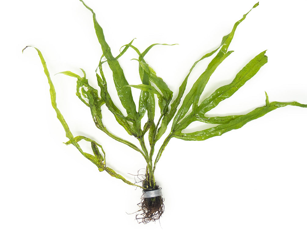 Trident Java Fern Bunch - Aquatic Arts