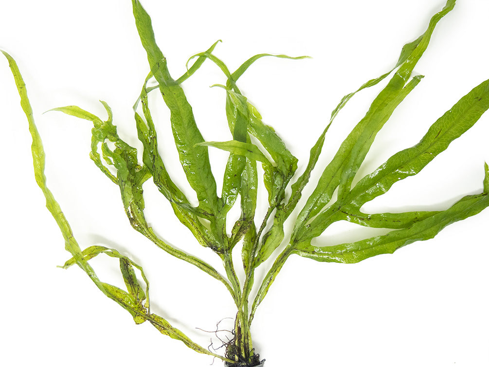 Trident Java Fern - Thumbnail 2