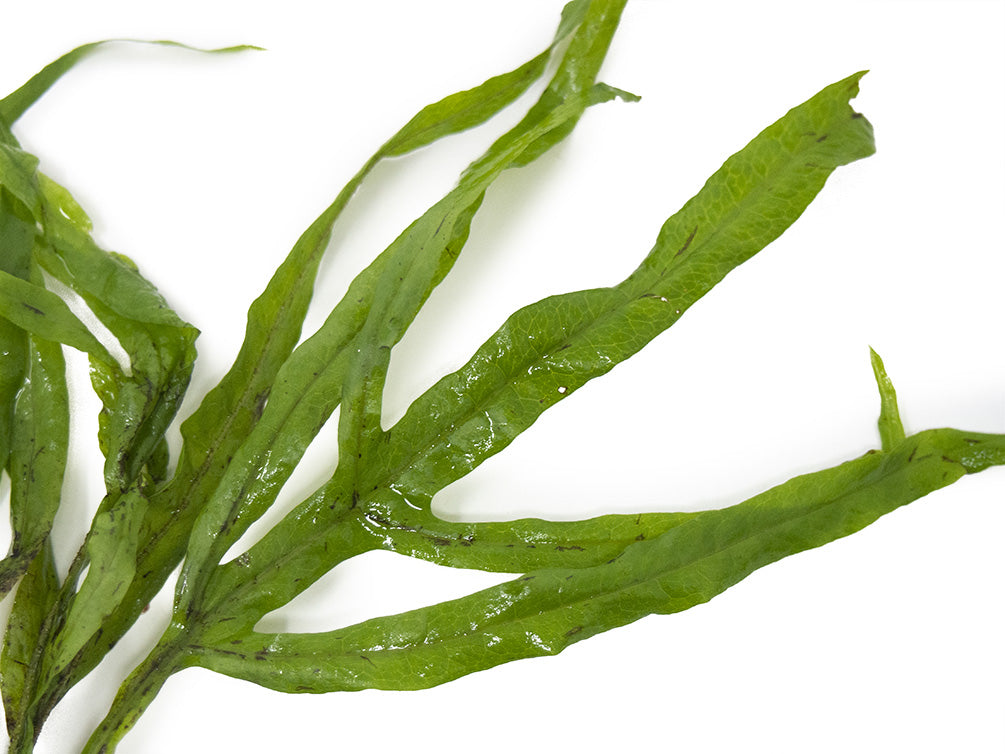 Trident Java Fern (Microsorum pteropus var. “Trident”), Bunch