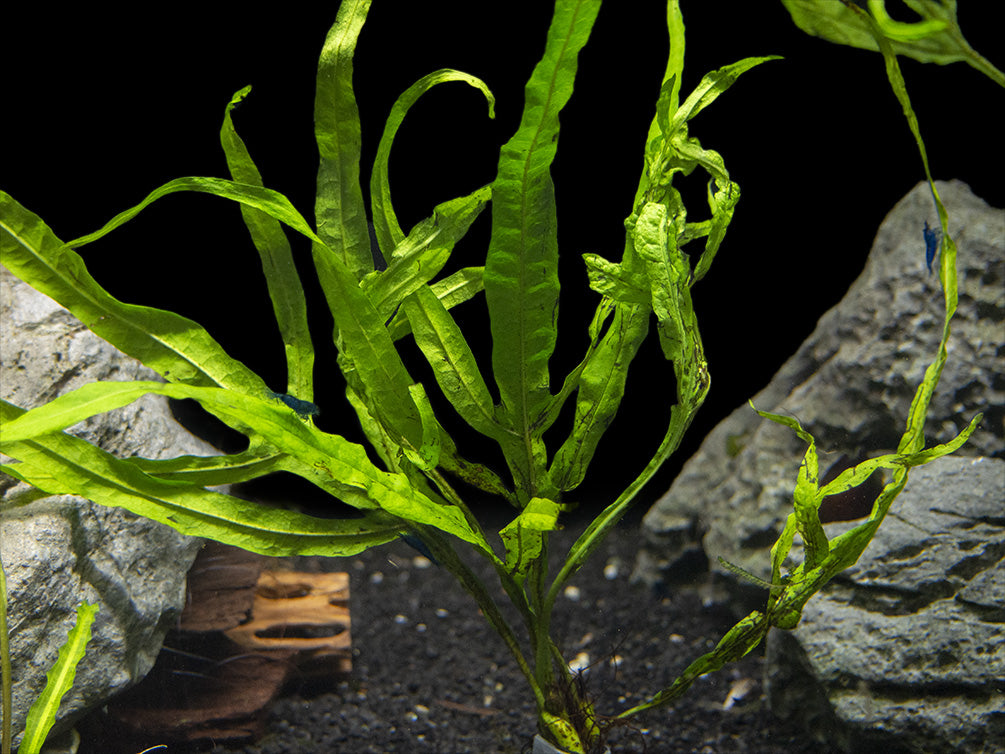 Java Leaf Trident Leaf Java Fern