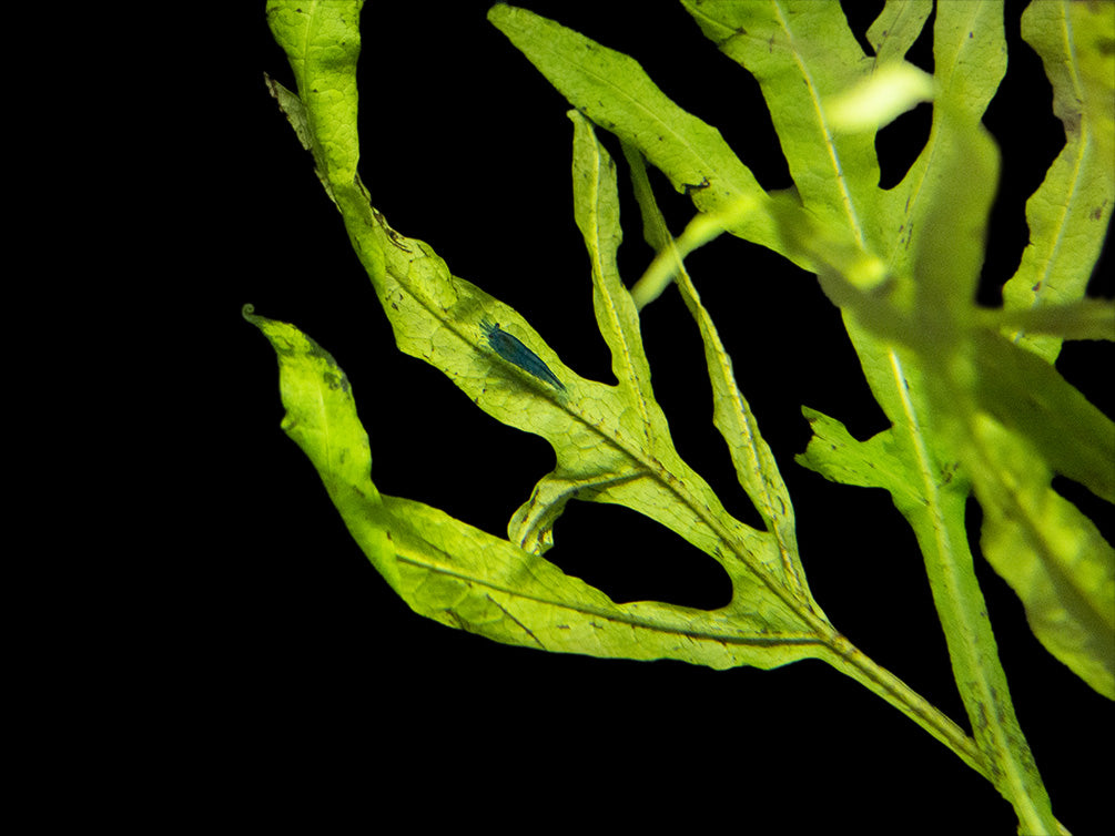 Trident Java Fern (Microsorum pteropus var. “Trident”), Bunch