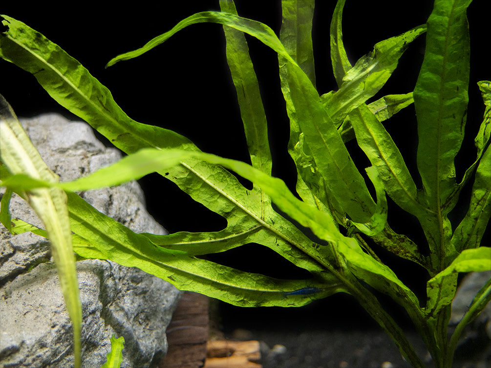 Trident Java Fern (Microsorum pteropus var. “Trident”), Bunch