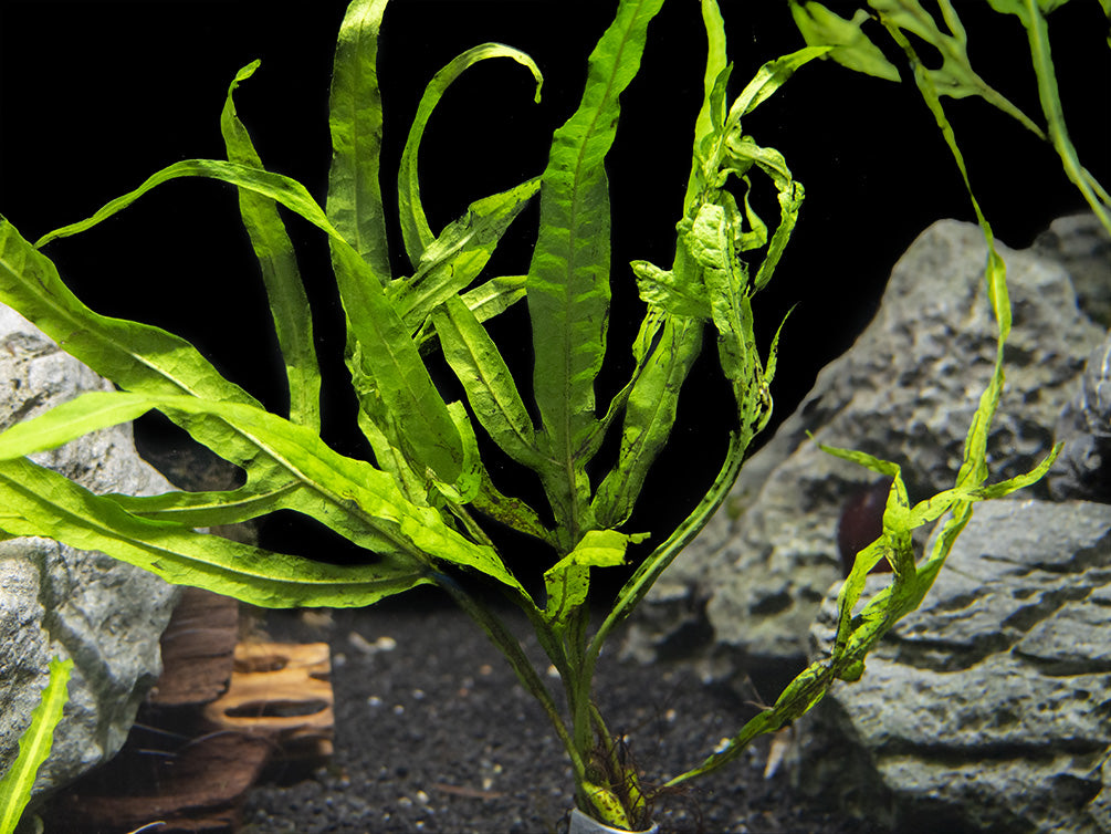 Trident Java Fern (Microsorum pteropus var. “Trident”), Bunch