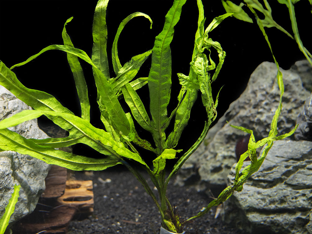 aquascaping #galets #ferns #fougeres #Microsorum pteropus sp Trident