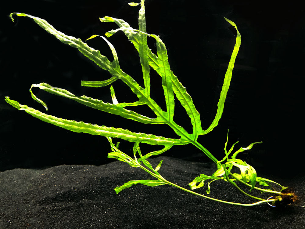 Java Leaf Trident Leaf Java Fern