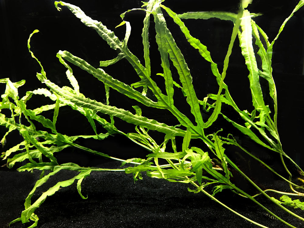 Trident Java Fern (Microsorum pteropus var. “Trident”), Bunch