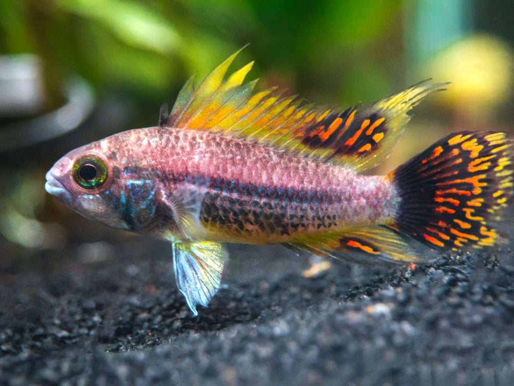 Triple Red Cockatoo Dwarf Cichlid (Apistogramma cacatuoides), Tank-Bred