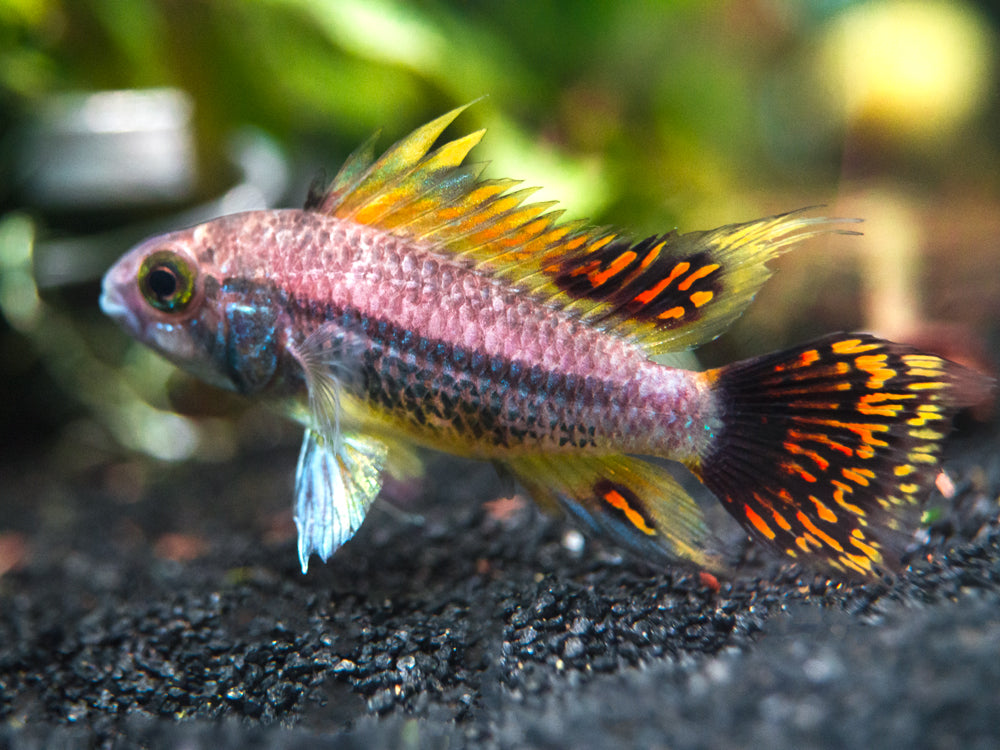 Triple Red Cockatoo Dwarf Cichlid (Apistogramma cacatuoides), Tank-Bred