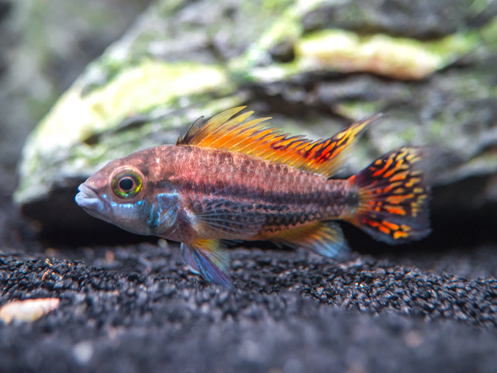 Triple Red Cockatoo Dwarf Cichlid (Apistogramma cacatuoides), Tank-Bred